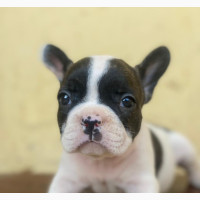 0-1 month Female Purebred French Bulldog