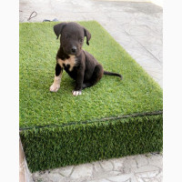 Female Purebred Presa Canario Puppy for Sale