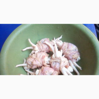 Frozen, Life-Chicken, Eggs, Turkey Cathering-Services