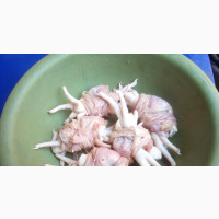 Frozen, Life-Chicken, Eggs, Turkey Cathering-Services