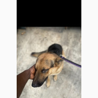 German Shepard for Mating