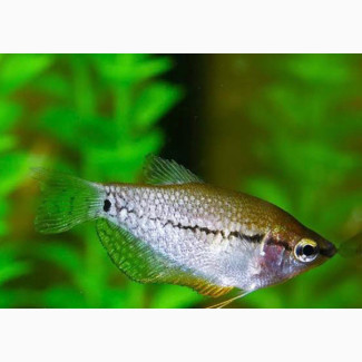 Pearl Gourami Fish for Sale - Freshwater Aquarium Fish