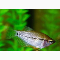Pearl Gourami Fish for Sale - Freshwater Aquarium Fish