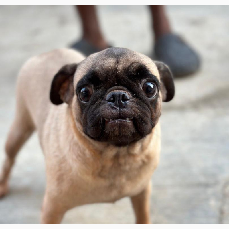 Фото 1/1. Female Purebred Pug 1+ year old