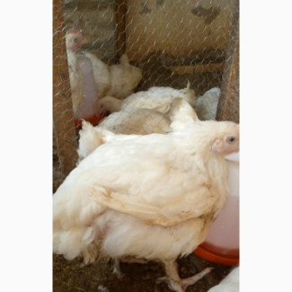 Animal Scientist and Consultant Available for Poultry and Livestock Assistance