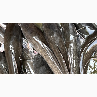 Catfish (Fresh and Smoked Catfish- Retail SND Wholesale)