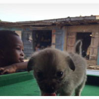 Lhasa Apso Mixbreed Puppies Available