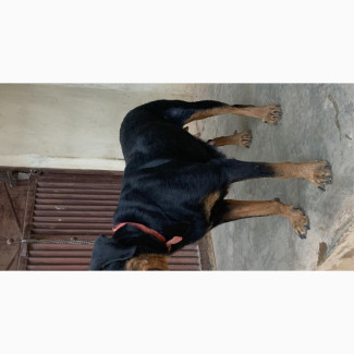 1+ year Female Purebred Rottweiler