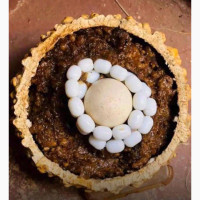 The best one and only spiritual herbalist and native doctor in Nigeria