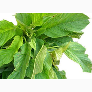 GREEN ( TETE ) Amaranthus Vegetable Seeds