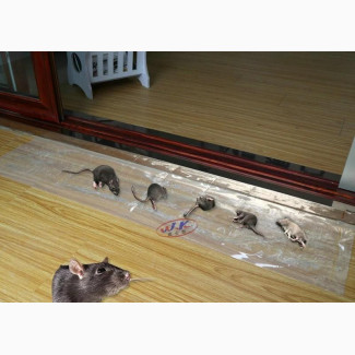 Very Effective Rat Gum Mat Carpet