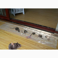 Very Effective Rat Gum Mat Carpet