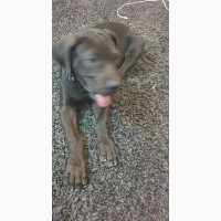 Purebred Female Bulldog Puppy Available