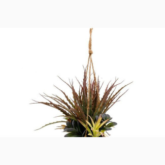 Hanging Succulent in Grey Pot - Small