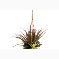 Hanging Succulent in Grey Pot - Small