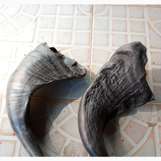Antelope Horn - Brand New. Nationwide Delivery Available