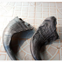 Antelope Horn - Brand New. Nationwide Delivery Available