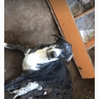 1-3 months Female Purebred Great Dane
