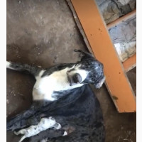 1-3 months Female Purebred Great Dane