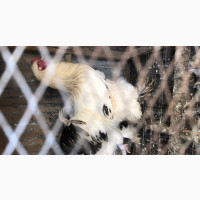 Young Regular Adult Brahmah Pair for Sale