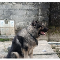 Pure Breed Caucasian Available for Stud Services
