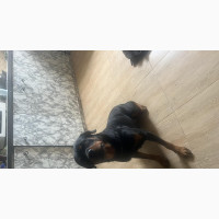 Male Purebred Rottweiler - 1+ Year Old
