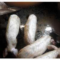 Strong Breed of Boar and Gilt Available for Sale