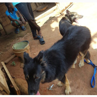 2 Years Old Large Male Purebred German Shepherd