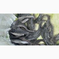 Hybrid Catfish