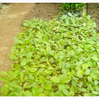 Teak Wood Seedlings (Tectona Grandis). From FRIN