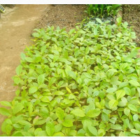 Teak Wood Seedlings (Tectona Grandis). From FRIN