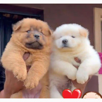 1-3 months Female Purebred Chow Chow