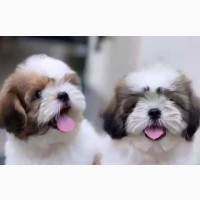 Purebred Lhasa Apso Female Puppy for Sale