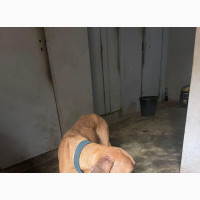 Female Purebred Boerboel Available for Pick Up
