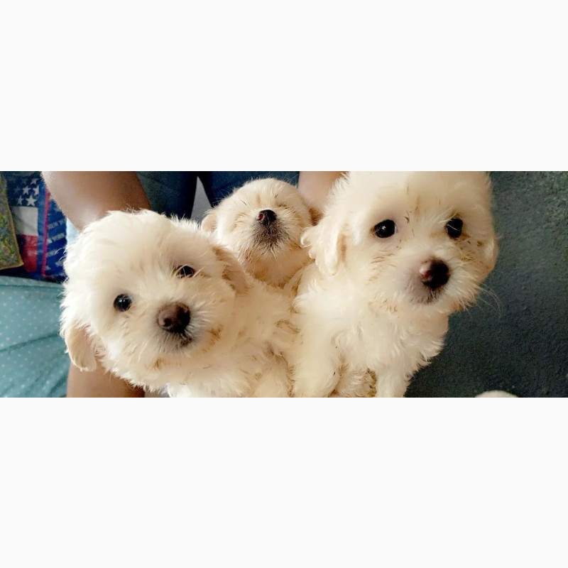 Фото 1/1. 1-3 months Female Purebred Maltese