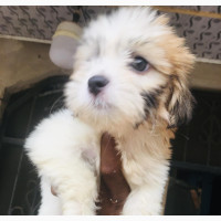 Male Purebred Lhasa Apso Puppy Available