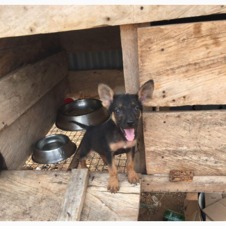1-3 months Female Purebred German Shepherd