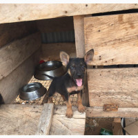1-3 months Female Purebred German Shepherd