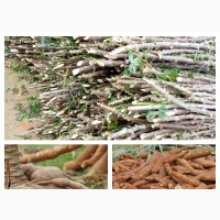 Cassava Stem Cuttings