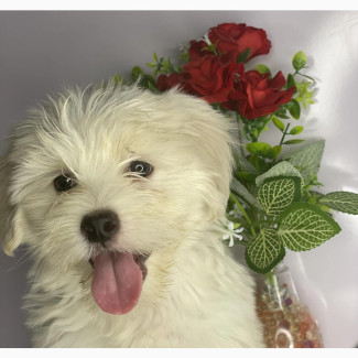 1-3 months Female Mixed Breed Bichon Frise