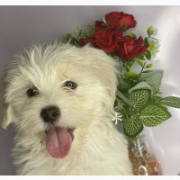 1-3 months Female Mixed Breed Bichon Frise