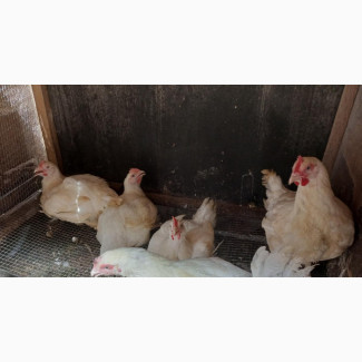 Noiler, Broiler, Cockerel and Turkeys