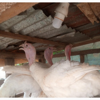 Matured Foreign Turkey