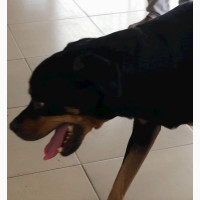 Female Rottweiler - Purebred, 1+ year old