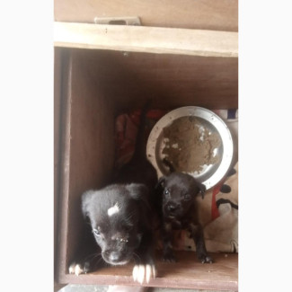 Male Purebred Boerboel Puppies Available Now