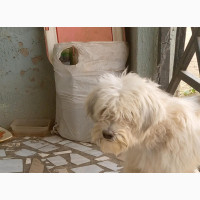 Lhasa Apso Stud Service Available