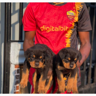 Purebred Rottweiler Puppies Available in Port Harcourt