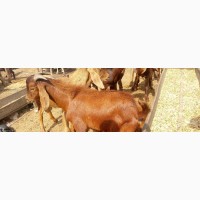GOAT -Big and Mature