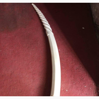 Unique 33 Inches Original Ivory Elephant Tusks