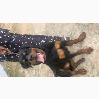 Purebred Rottweiler Puppy for Sale - 6-12 Months Male